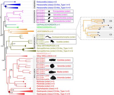 Domain-Dependent Evolution Explains Functional Homology of Protostome and Deuterostome Complement C3-Like Proteins